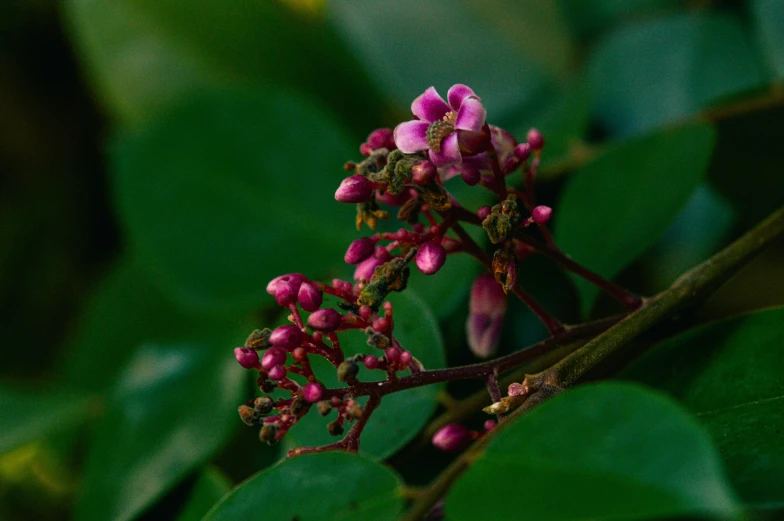 small, purple and green leaves on the side of a nch