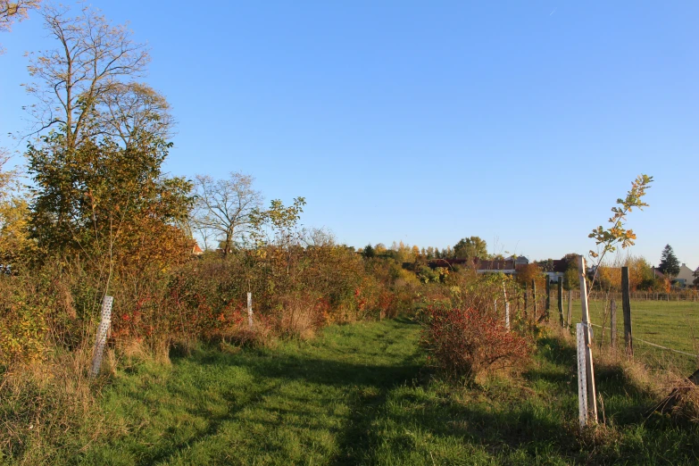 a dirt road surrounded by lots of trees