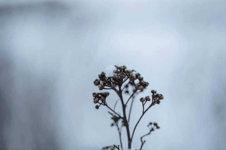 an icy flower head is in a white vase