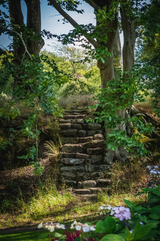 a stone staircase going down a wooded trail