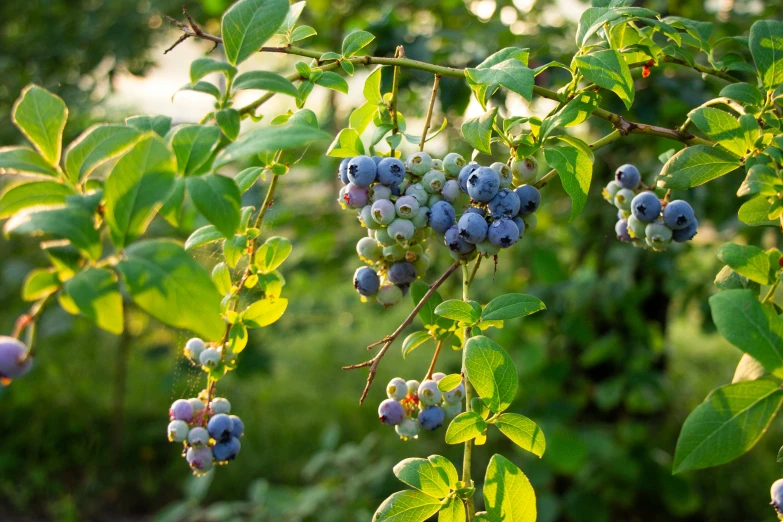 many purple berries on green leaves are hanging from a tree