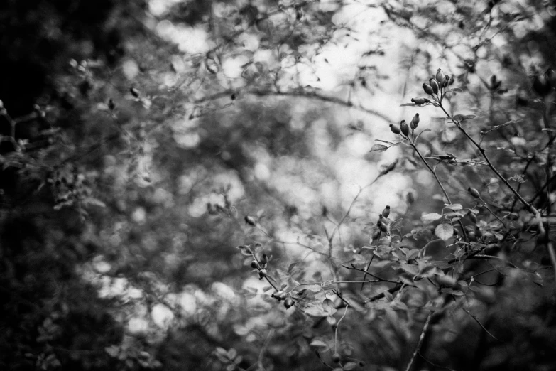 black and white image of plant stems in the distance