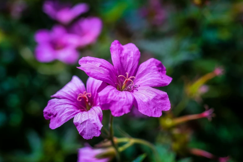 pink flowers are growing on some green stems