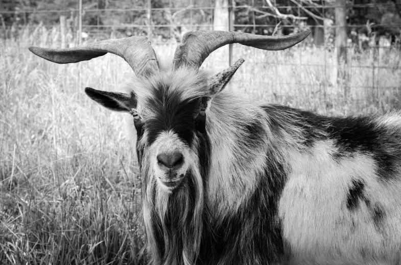 the horned goat is staring into a camera