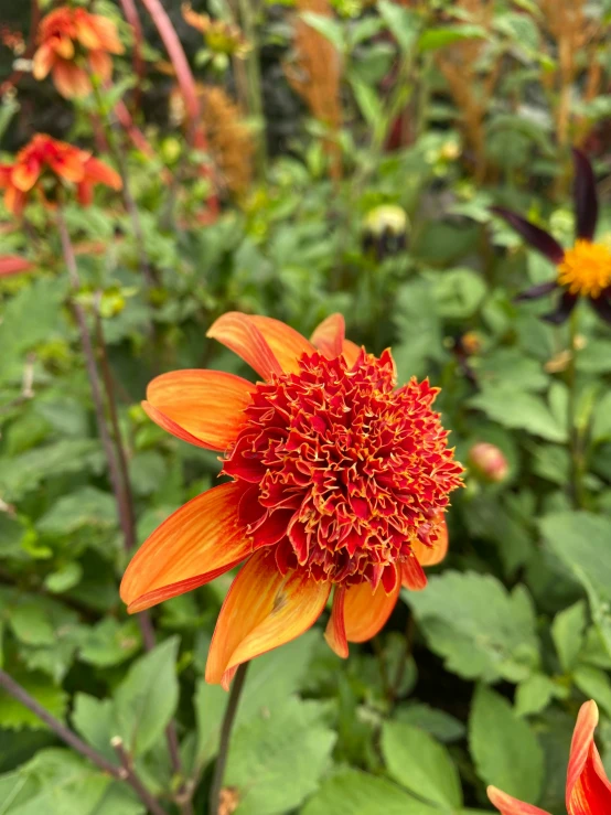 some red and orange flowers are near some green grass