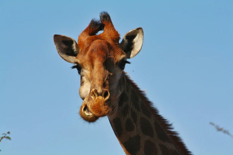 a giraffe stands with its eyes opened