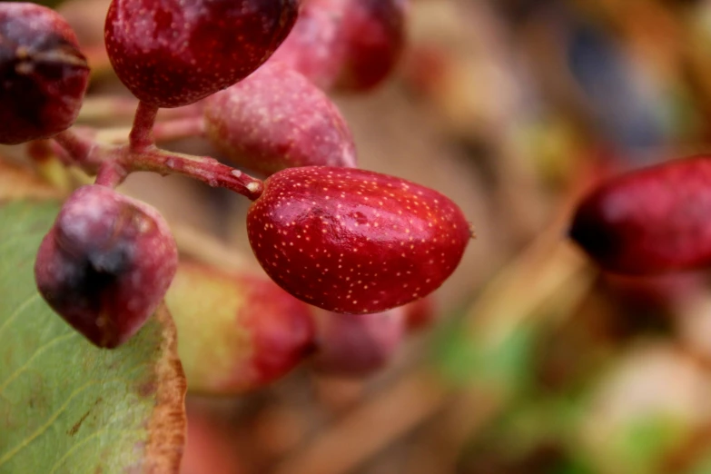 fruits that are still hanging on the nch