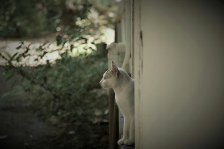 there is a cat looking out from behind the fence