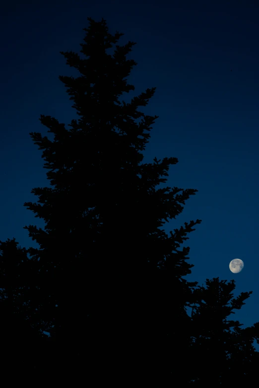 the moon is visible behind a tree against a blue sky