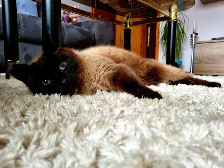 an oriental black cat lying on the floor