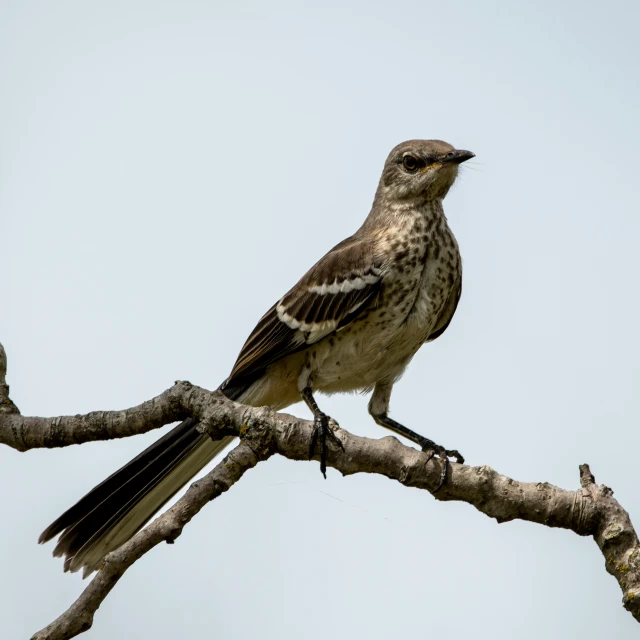 a bird is standing on the end of a tree nch