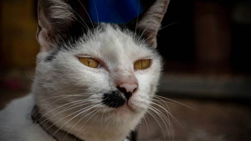 a close up of a white cat with green eyes