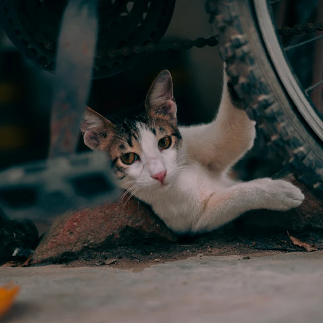 a small kitten is sitting underneath some spokes