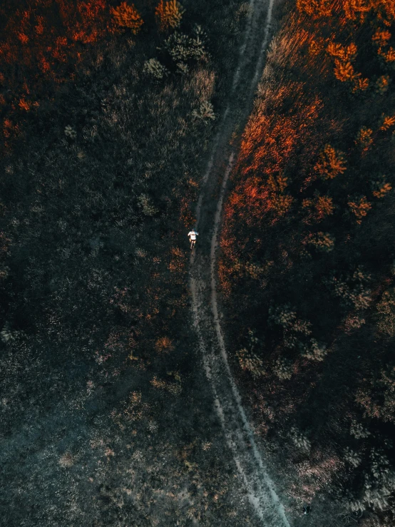 an aerial view of a single white vehicle driving through a treed forest