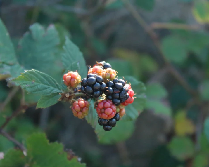 several small berry bushes in a forest