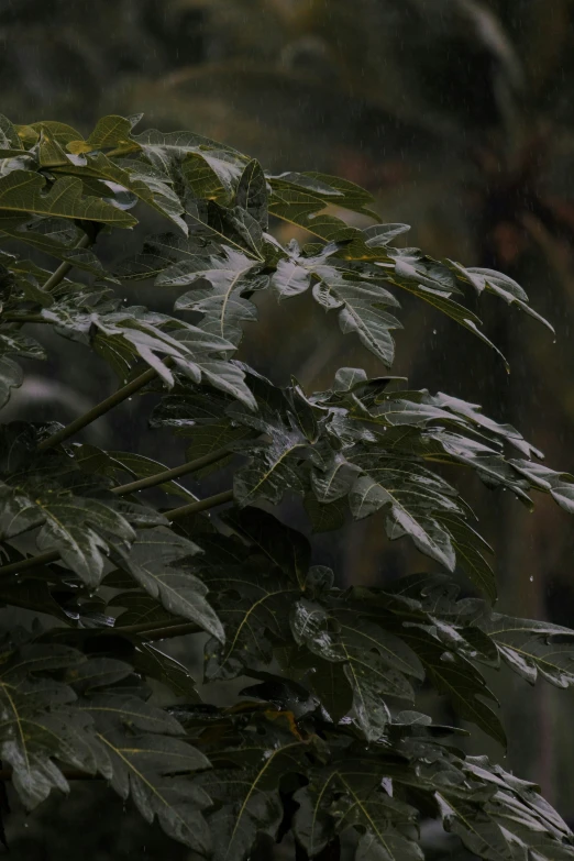 the leaves of an umbrella plant appear to have some rain