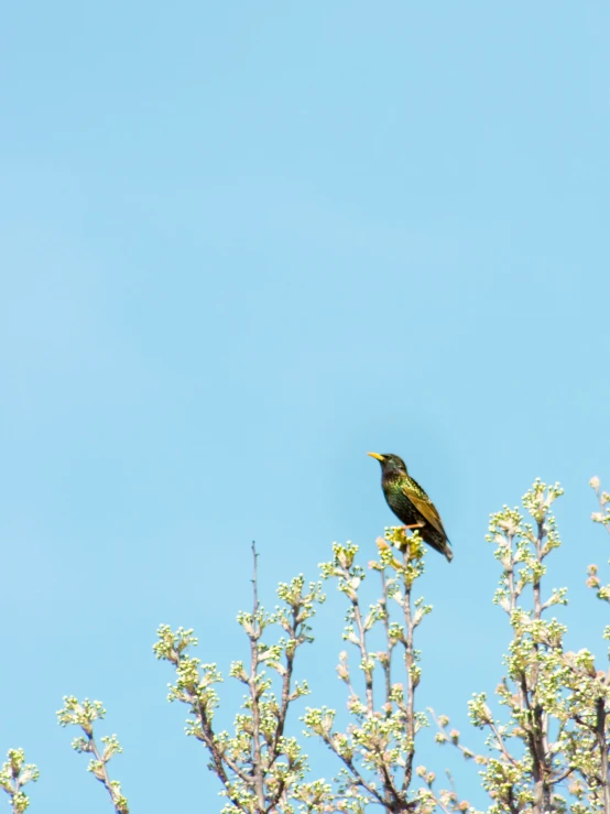 a bird perched in a tree with lots of white flowers