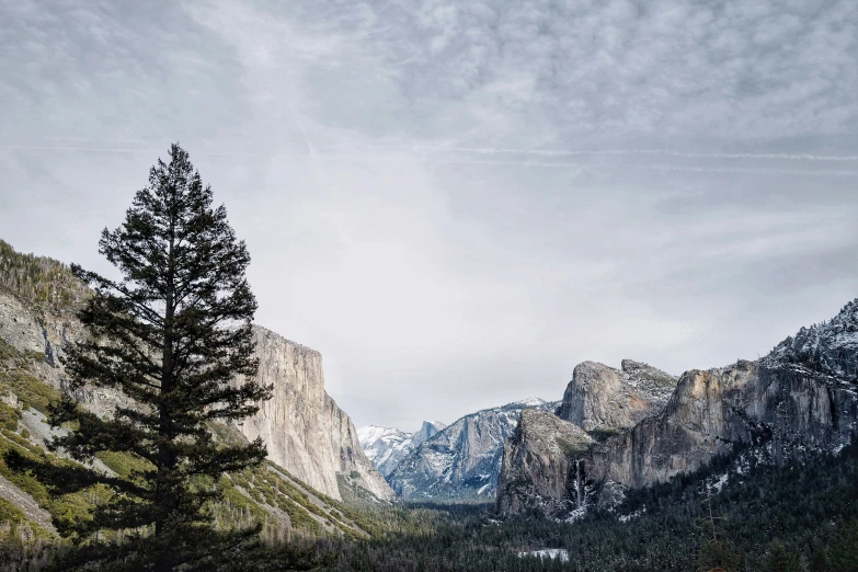 pine tree in alpine region against mountains