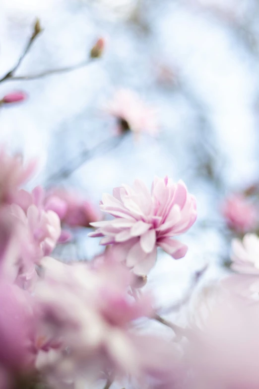 pink flowers that are sitting in the grass