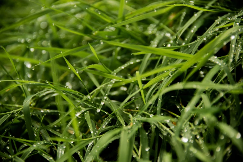 some green grass with dew drops of water