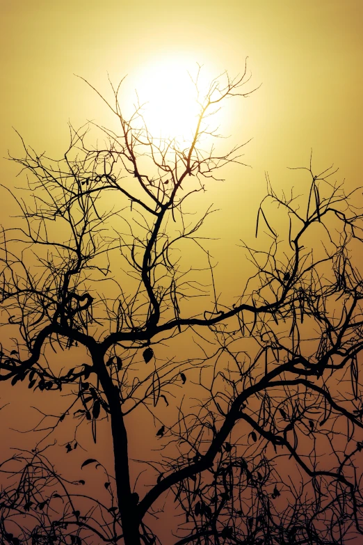 a bare tree silhouetted against the evening sun