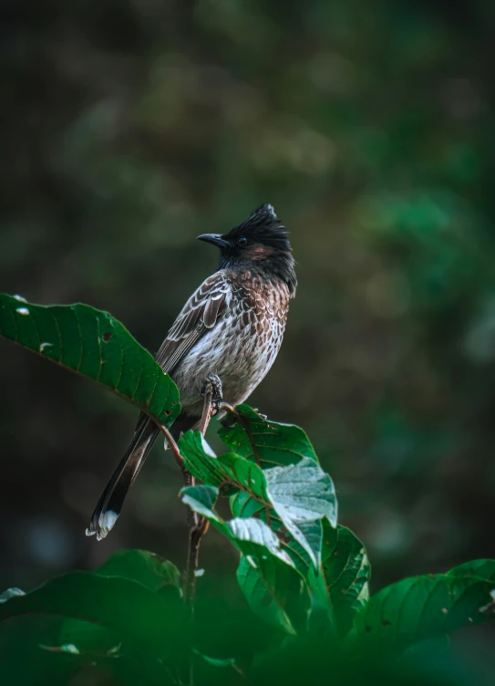 a brown and black bird perched on top of a leaf