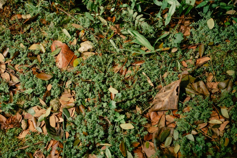 many small plants growing on the ground together