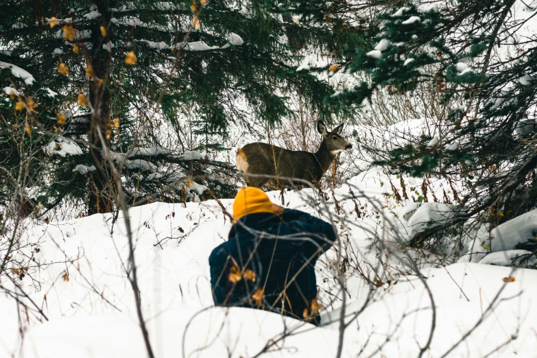 a person in blue coat crouches down near a deer in snow