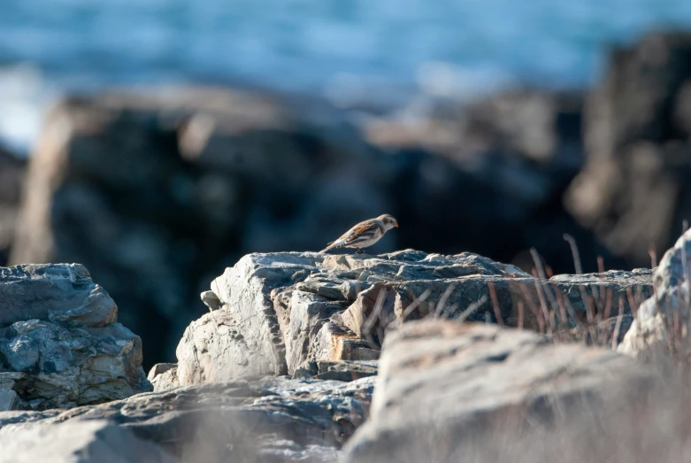 there is a small bird sitting on some rocks