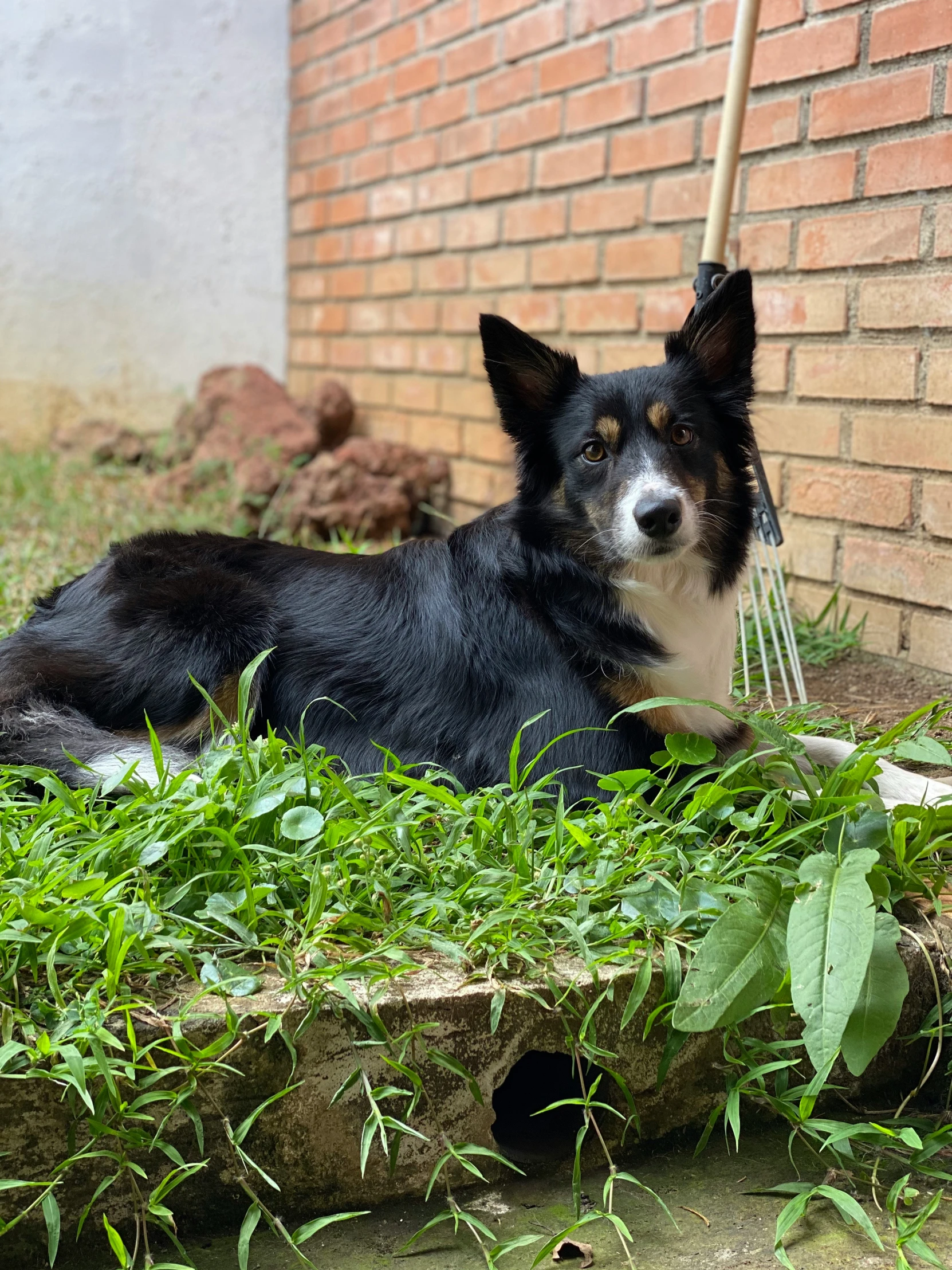 black dog laying down in grassy area next to brick building