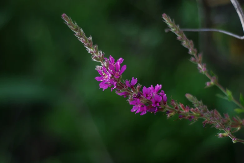 a close - up of a wild flower, pinkish flowers and green foliage