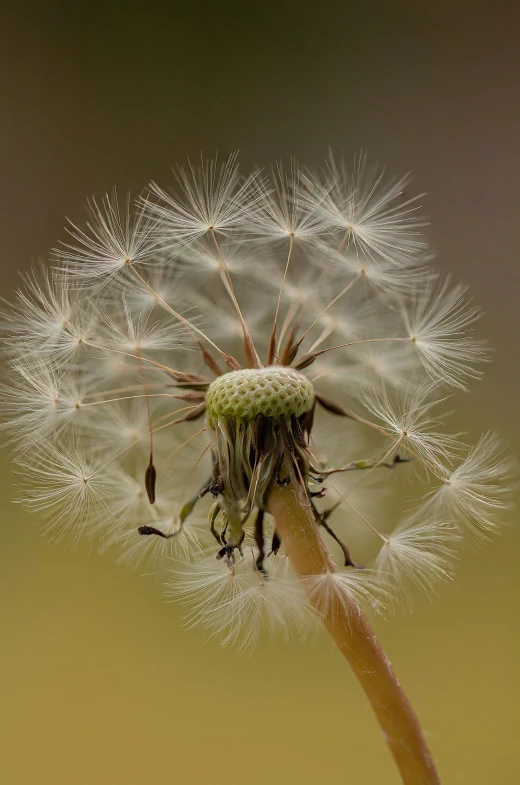 the large dandelion has white petals on it