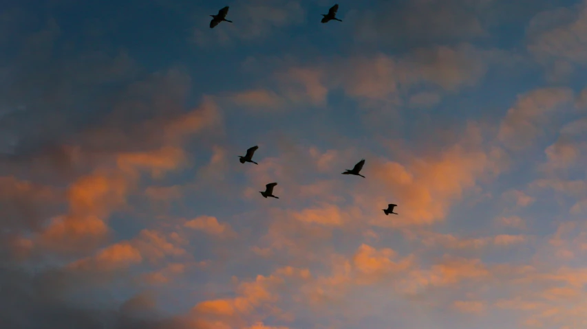a flock of birds flying in a twilight sky