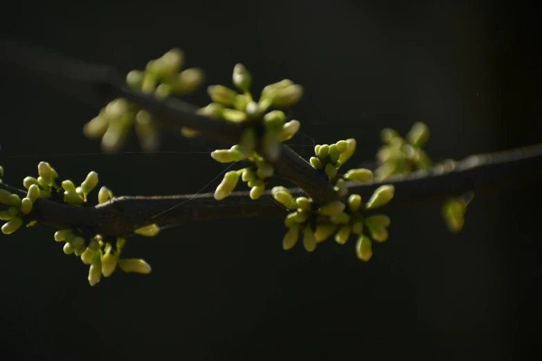 the leaves and flowers of a nch with buds