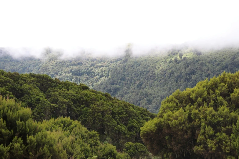 clouds are rising above a mountain range in the rainforest