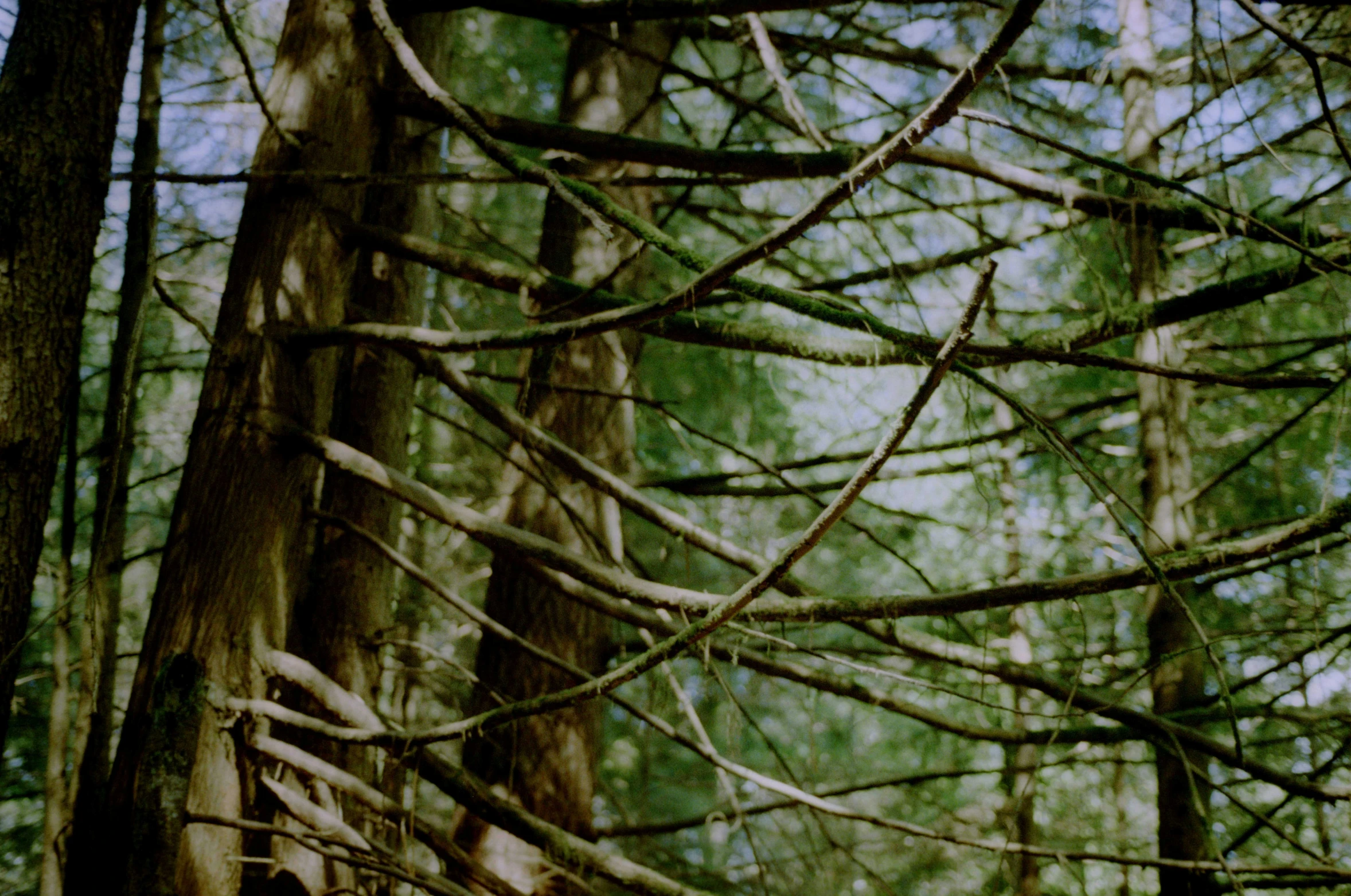 a view of a forest with a forest of trees