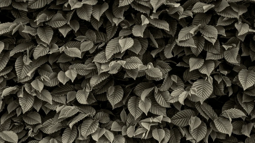 an image of leafy wallpaper in black and white