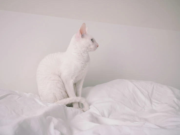 a white cat is sitting on a bed