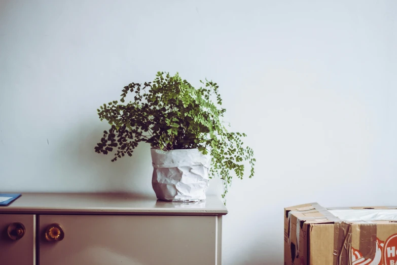 a potted plant sitting on top of a wooden table next to boxes