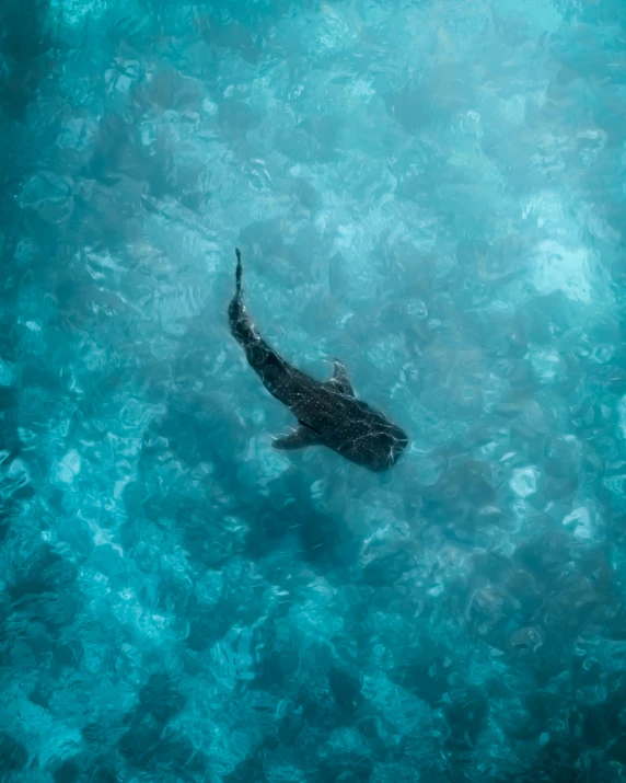 an image of a sea animal swimming in the ocean