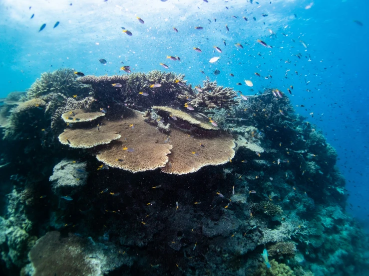 a large coral is surrounded by smaller fish on a coral reef