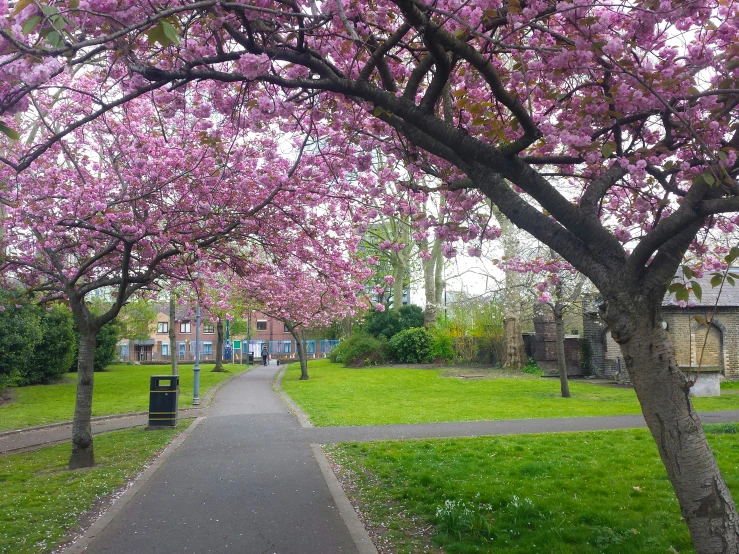 a street lined with trees in the middle of a park