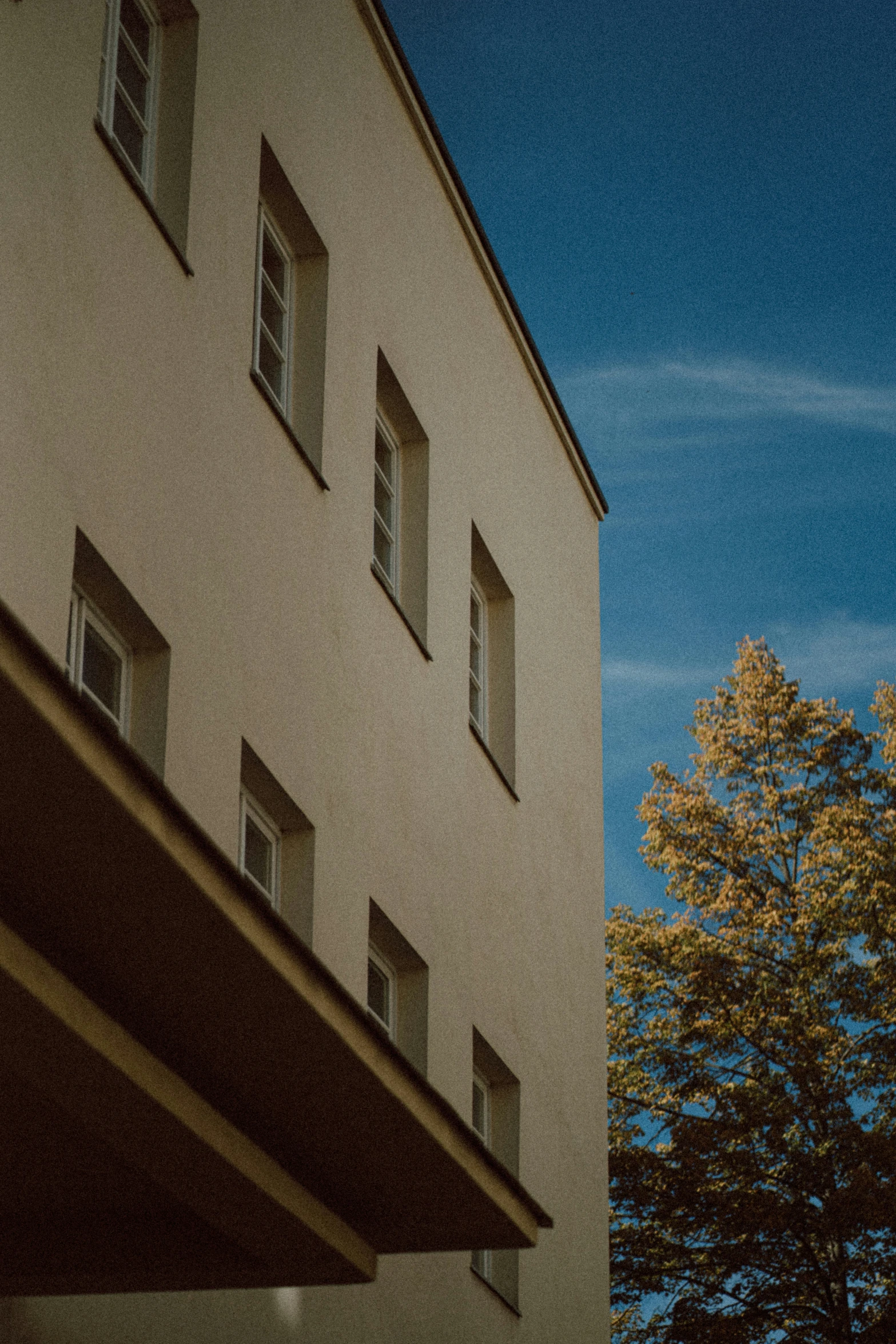 a tree and a building outside during the day