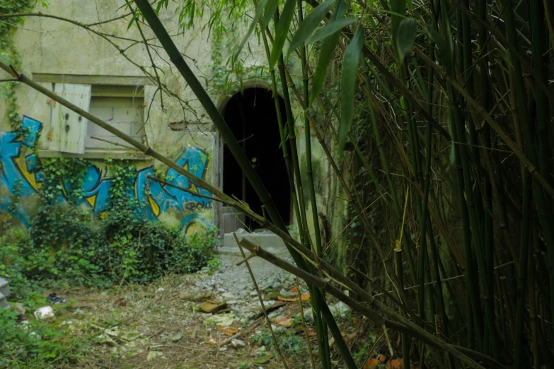 an old looking tunnel is located in the jungle