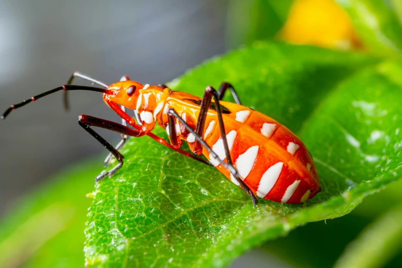 a red and white insect sitting on a leaf