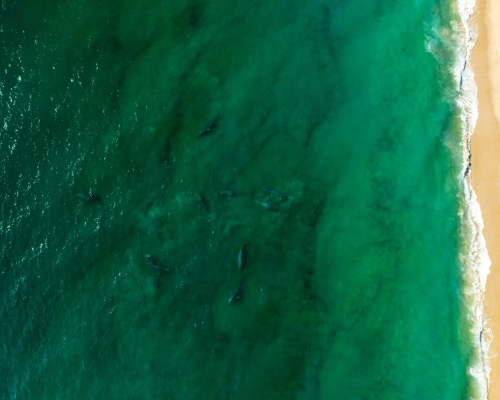 an aerial view of people swimming in the water