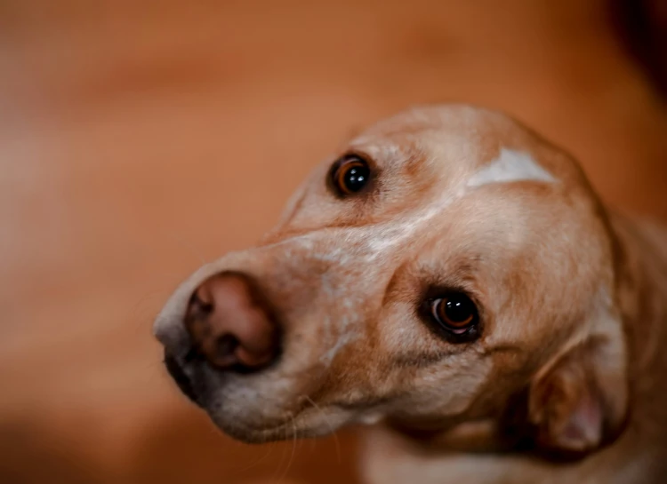 the light brown dog has two brown eyes