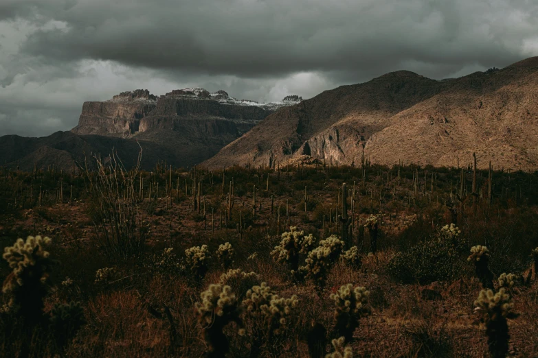 a mountain in the distance with cactus trees in foreground