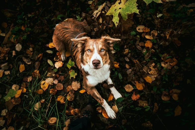 a dog is looking up while standing among leaves