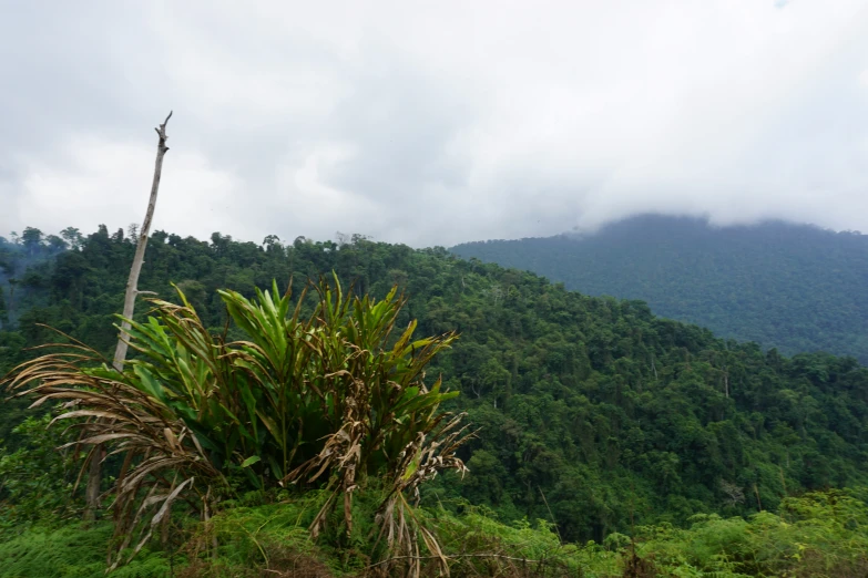 lush green landscape with thick trees on a cloudy day